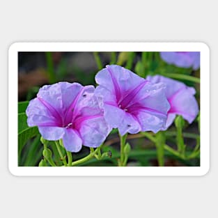 Ipomoea pes-caprae - known as bayhops, beach morning glory or goat's foot Sticker